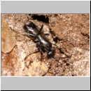 Dipogon subintermedius - Wegwespe 01d 7mm Sandgrube Niedringhaussee.jpg